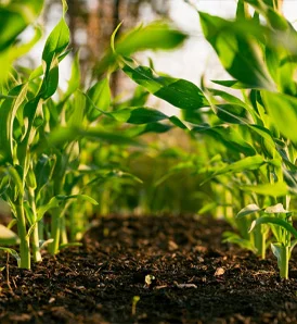 Agriculture